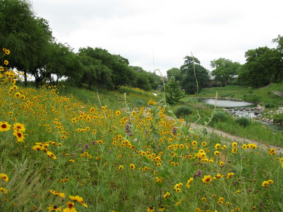 field with flowers and a small pond in the background
