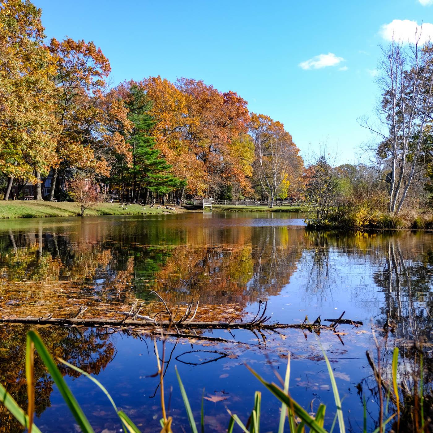 Endicott park pond in fall
