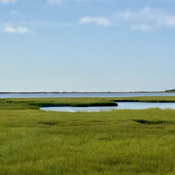 Salt marsh looking out to the ocean on a clear day.