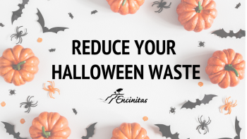 Image of small pumpkins and fake bats with text reading Reduce your Halloween waste