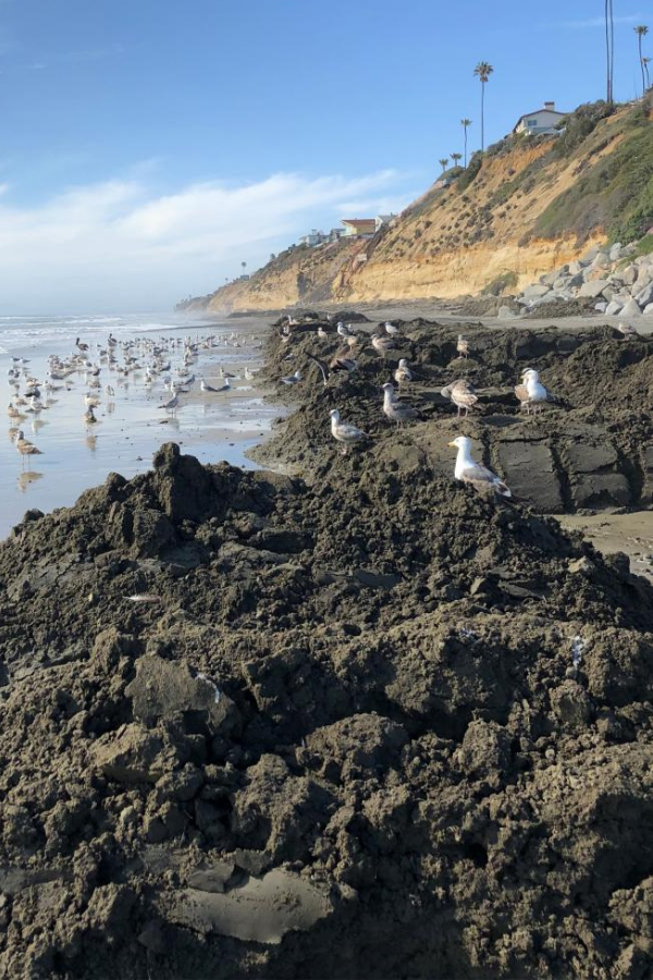 Beach during SCOUP process. Gulls have gathered on the mounds of sand left by SCOUP.