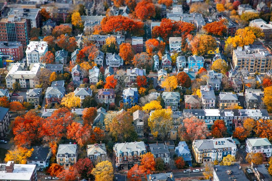 Autumn Trees