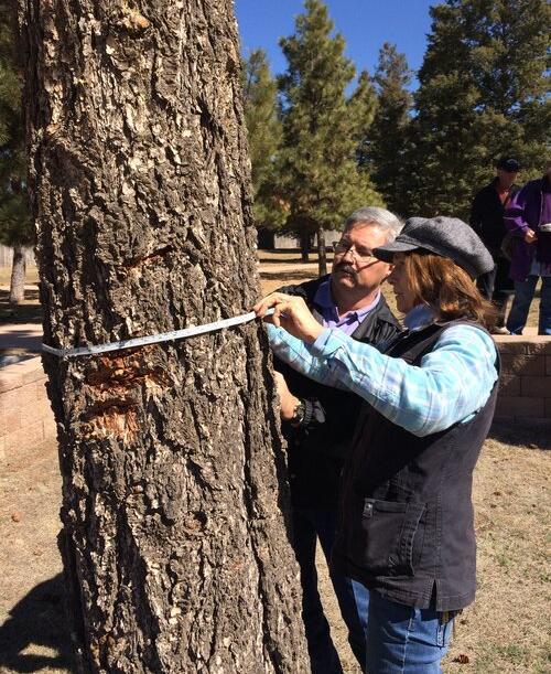 People measuring tree diameter