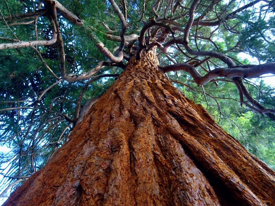 upwards looking at tree