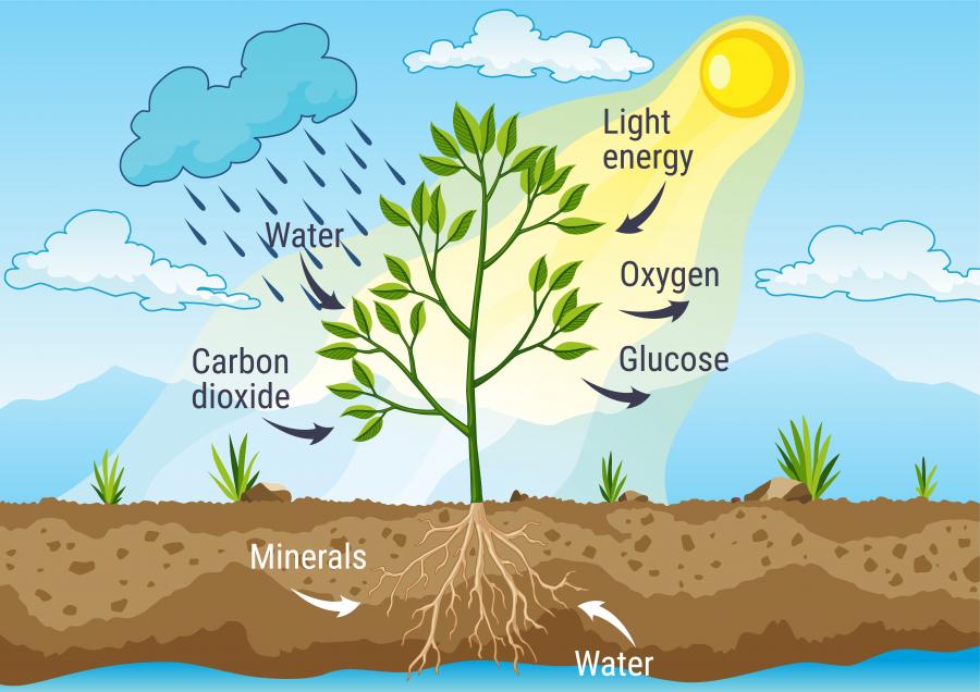 infographic showing the natural process of photosynthesis
