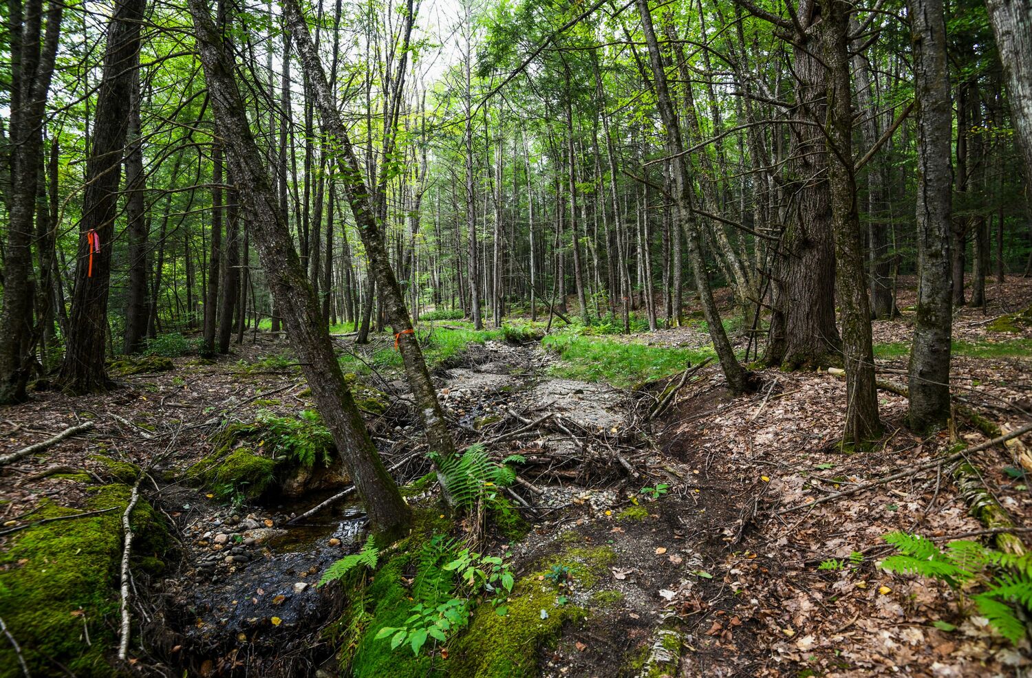 photo of a wooded area