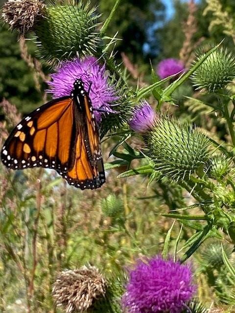 close up of a monarch butterfly in a garden