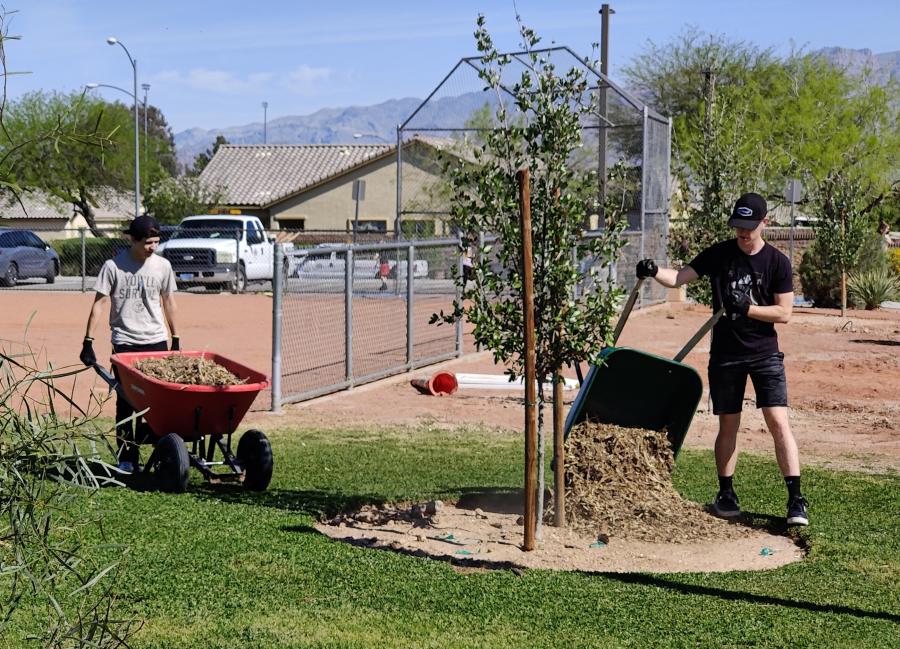 two people with wheel barrows planting a new tree