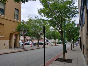 Street with trees