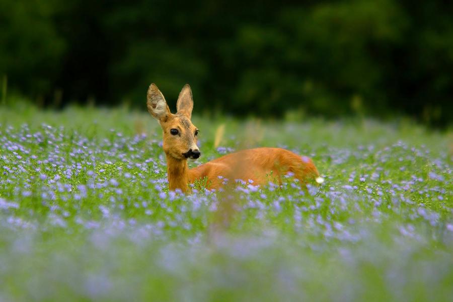 Deer standing in wild flowers