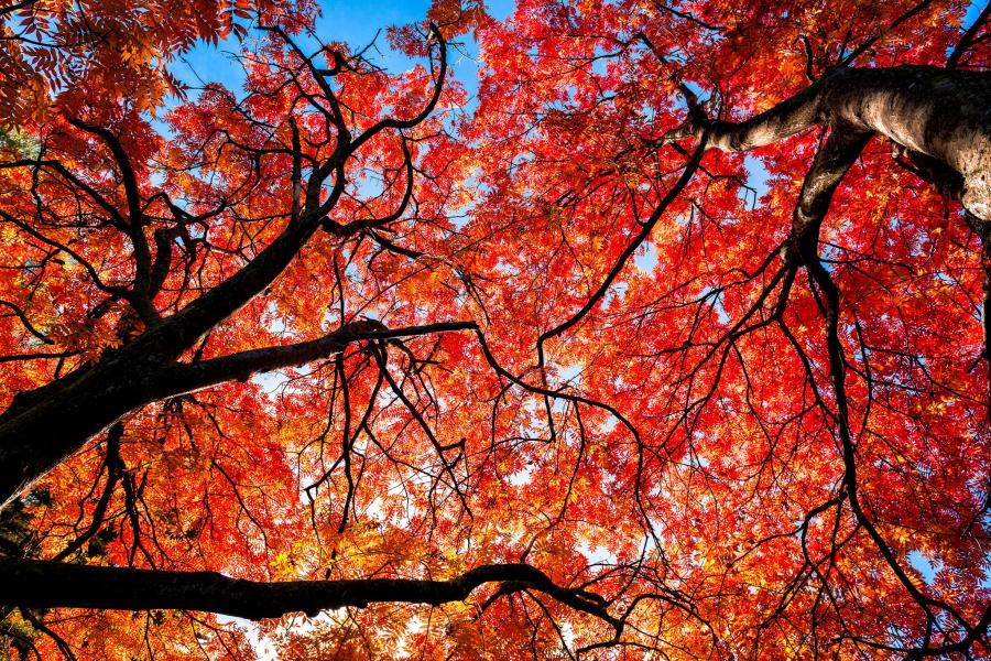 Trees during Fall with red leaves