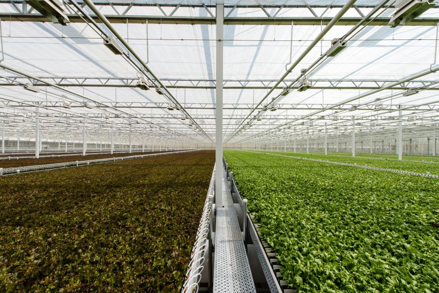 This picture shows the 10 acres of fresh baby lettuce growing under the greenhouse at Little Leaf Farms in Devens.