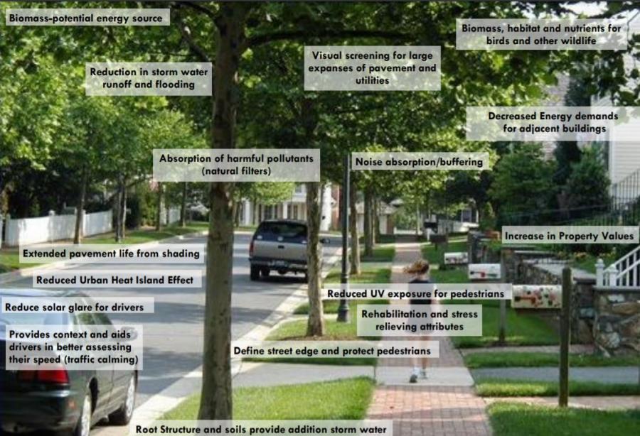 Some of the many benefits of street trees, including noise and air pollution reduction, are pictured here.
