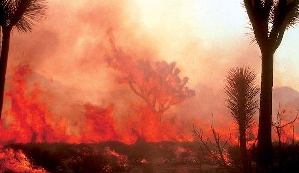 A photo of a wildfire with trees burning in the background