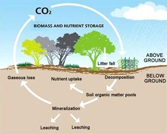 A graphic showing the cycle of CO2 above and below ground. 
