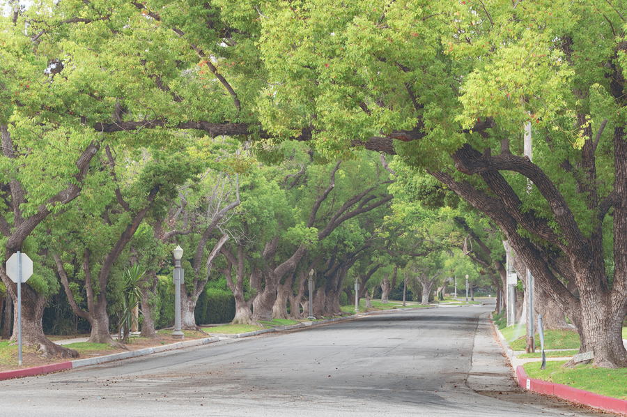 A photo of many mature trees aligning a road with a large tree canopy. 