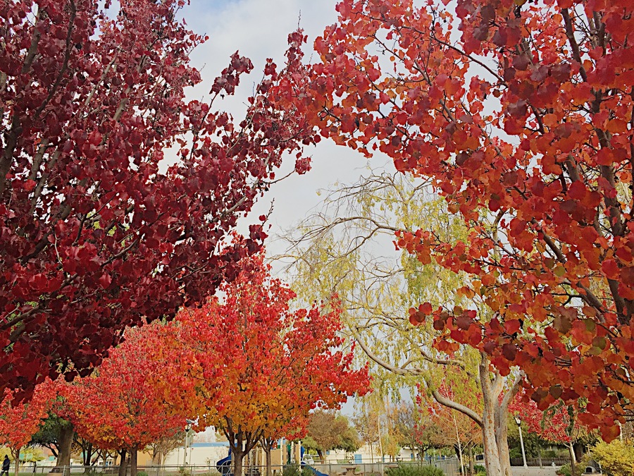 A photo of trees with leaves that have changed to red and yellow. 