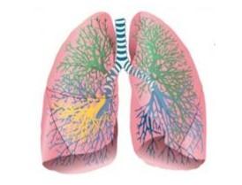 illustration of a pair of lungs