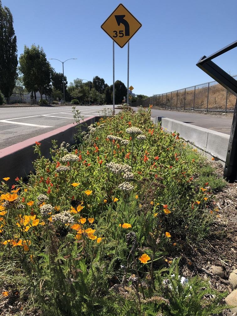 A photo of wildflowers planted in a median along a roadside. 