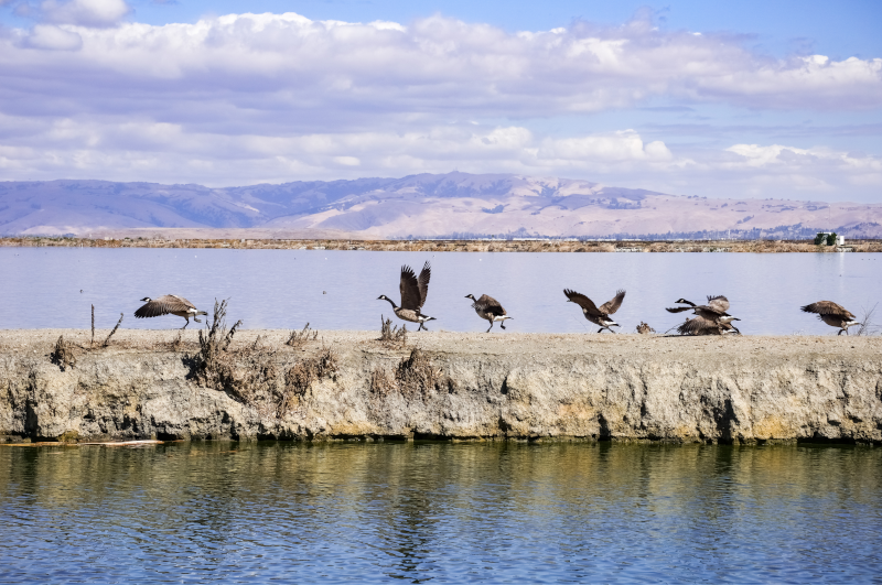 A body of water with a narrow strip of land in the foreground. Birds appear to be about to take flight from the land mass. Mountains and clouds are in the background.
