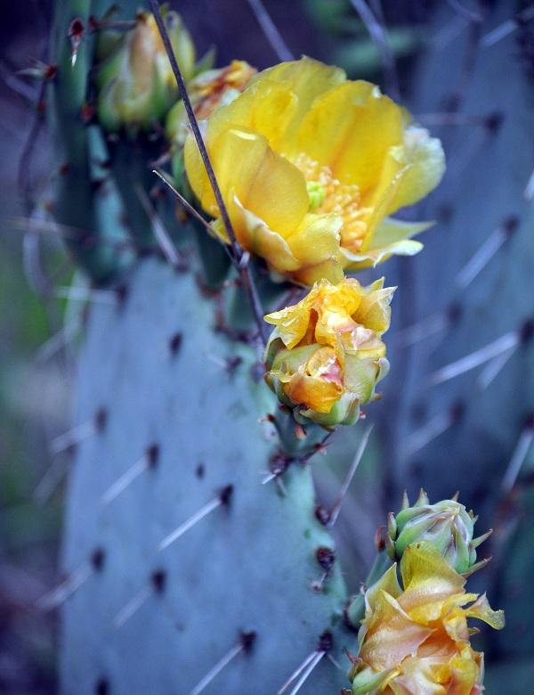 close up image of flower on a cactus