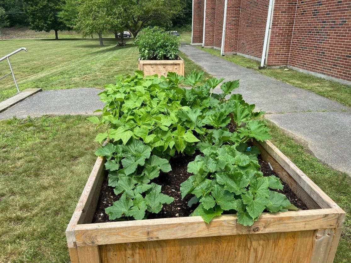Image of green plants in a rectangular raised garden bed