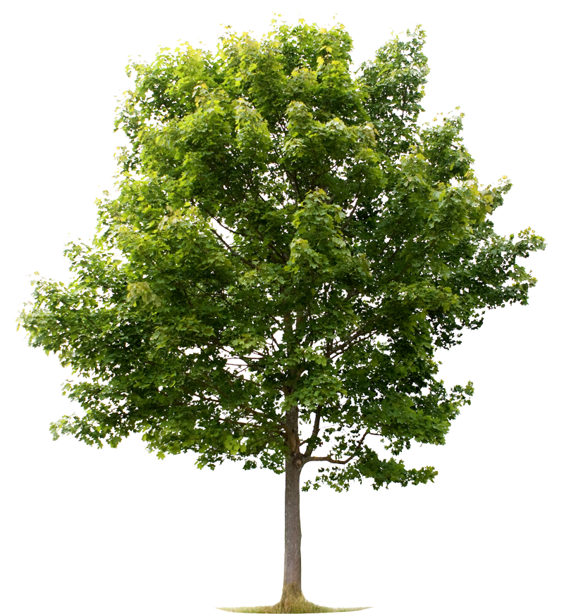 A standalone image of a tree with a white background
