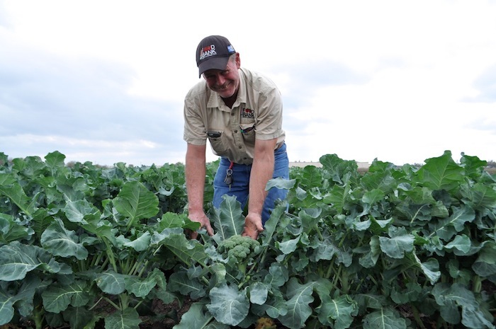 A person farming in a large field of leafy greens