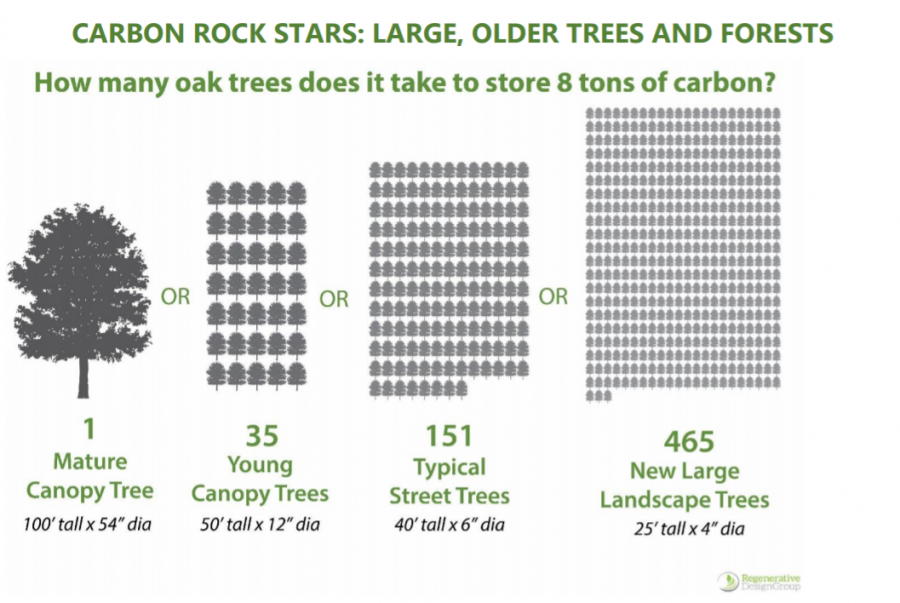 It takes 1 mature canopy oak, 35 young canopy trees, 151 typical street trees, or 465 new large landscape trees to to store 8 tons of carbon.