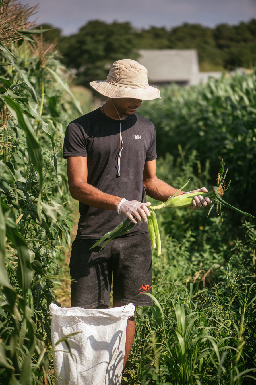 Young man in hat picks an ear of corn in a farm field.