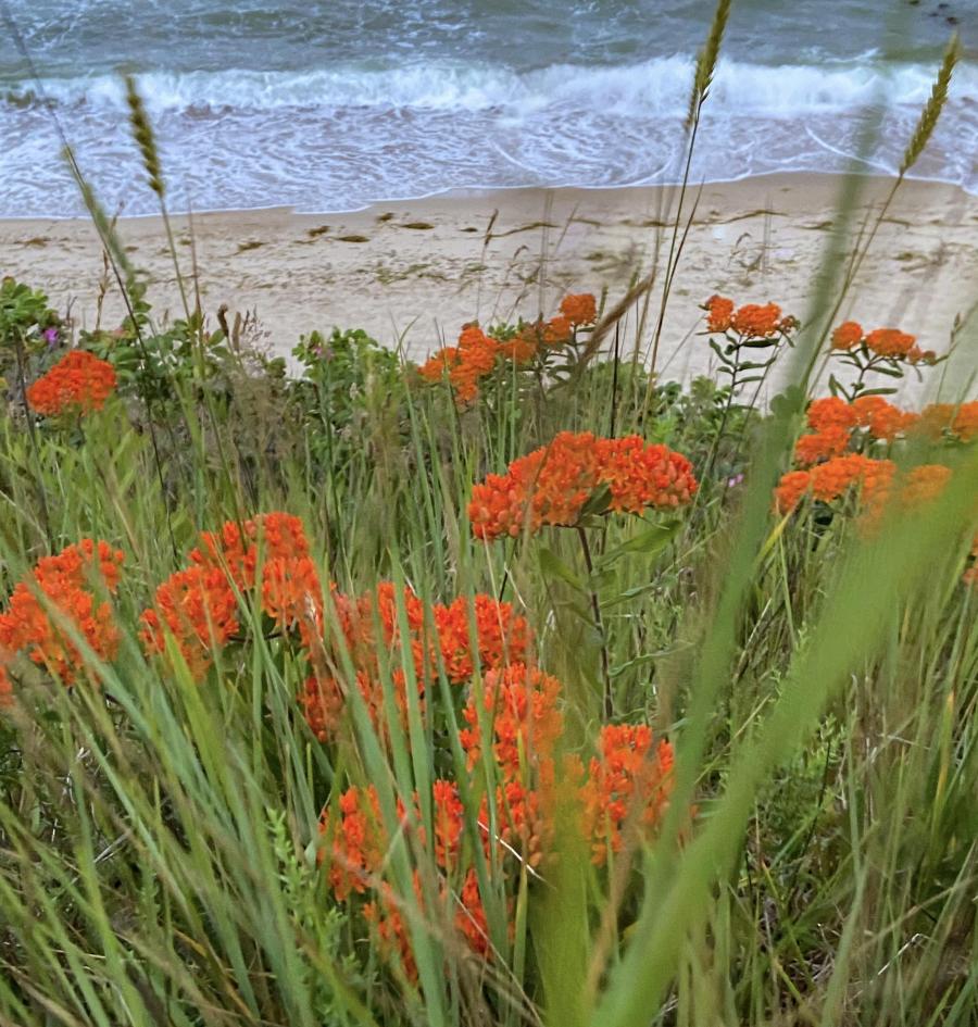 Orange native flower growing on a dune above a beach.