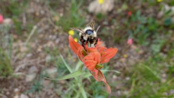 Large bumblebee feeds on a flower.