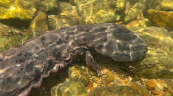 Dark brown salamander resting on rocks underwater in a stream.