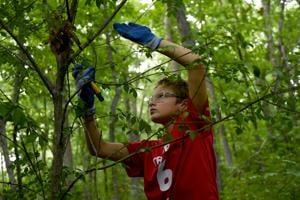 Young boy in red shirt and blue work gloves holds a pair of trimmers in the forest, cutting a small branch.