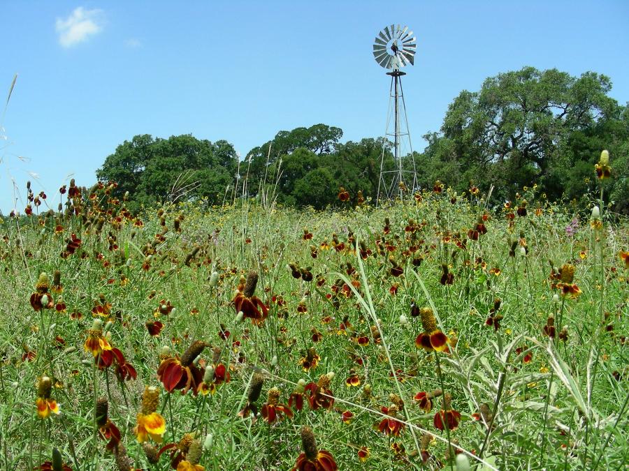 field of grass and flowers with an old windmill in the background